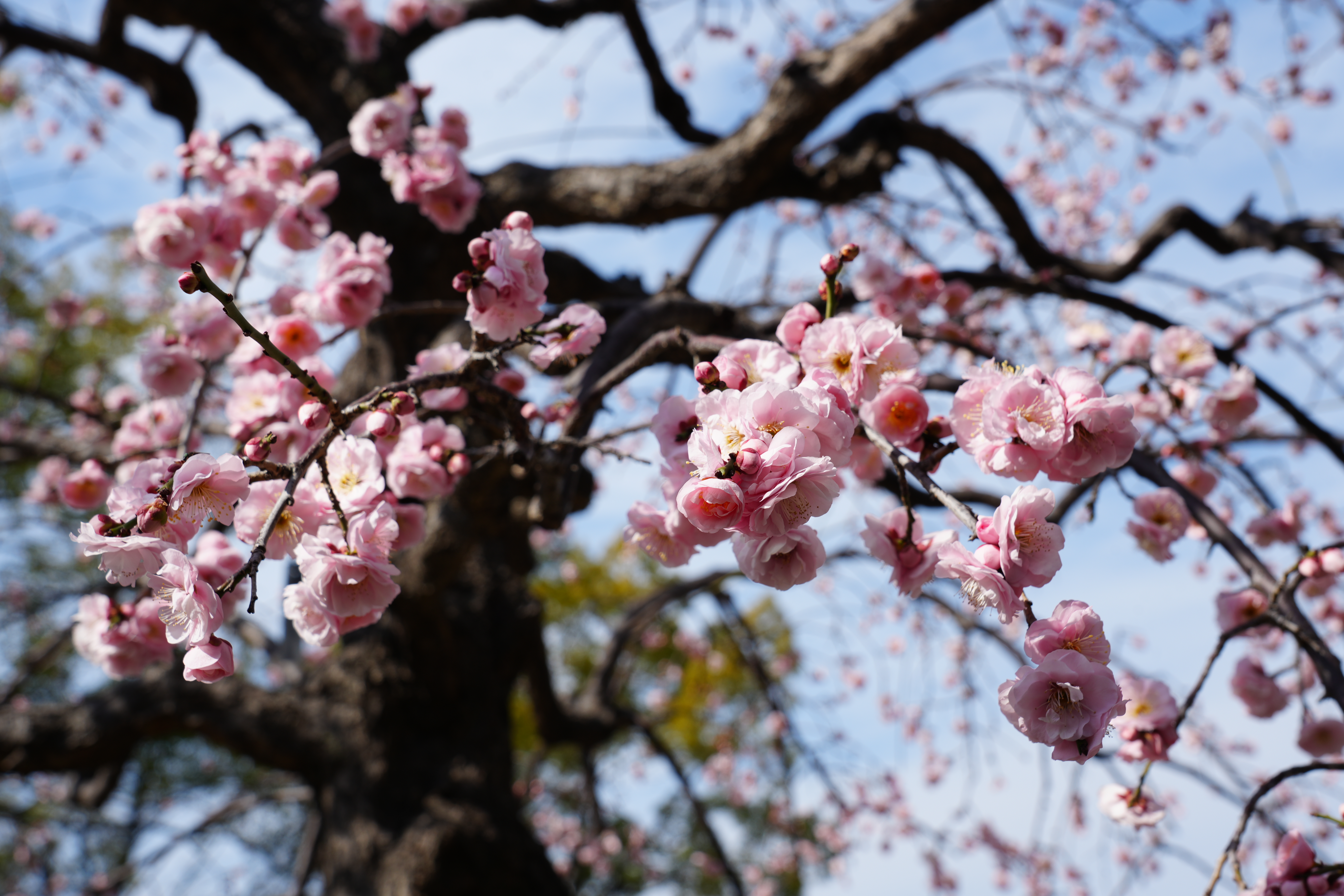 第14回　天商同窓会　梅見会